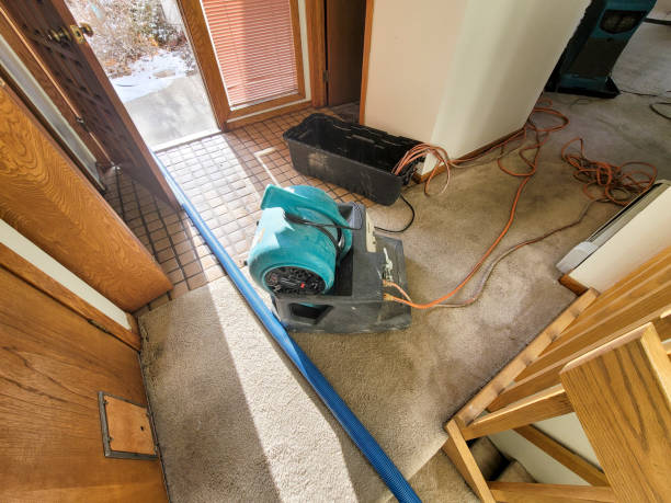 Best Local water damage restoration  in Rainbow Lakes Estates, FL