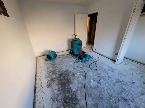 Best Mold removal after water damage  in Rainbow Lakes Estates, FL