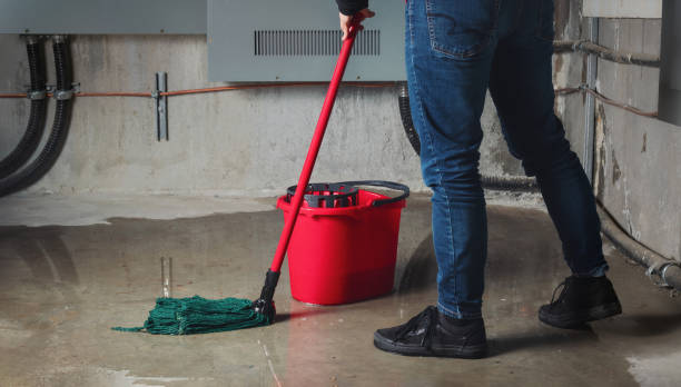 Best Mold removal after water damage  in Rainbow Lakes Estates, FL
