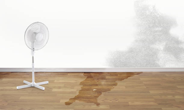 Best Basement water damage restoration  in Rainbow Lakes Estates, FL