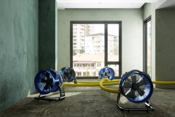 Best Basement water damage restoration  in Rainbow Lakes Estates, FL